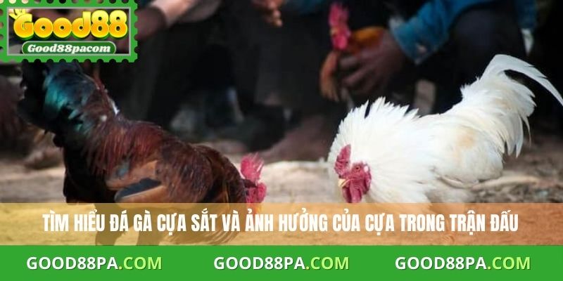 Tìm hiểu đá gà cựa sắt và ảnh hưởng của cựa trong trận đấu