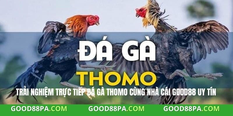 Trải nghiệm trực tiếp đá gà Thomo cùng nhà cái Good88 uy tín