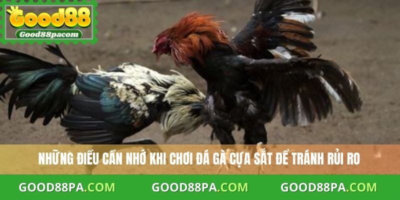 Những lưu ý khi đá gà cựa sắt đảm bảo an toàn