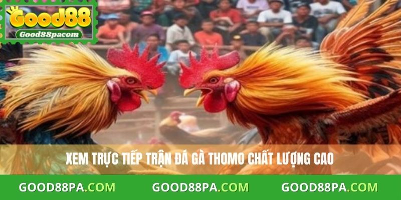 Trực Tiếp Đá Gà Thomo